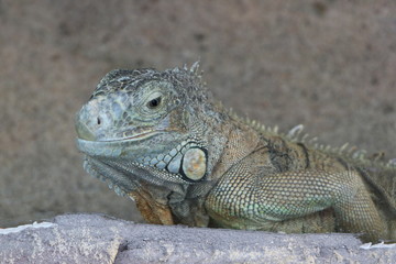 Iguana is sitting on a tree branch.