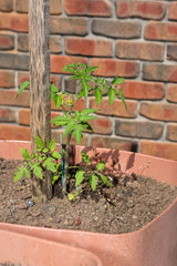 Container grown tomato seedling in the home garden, organic produce.