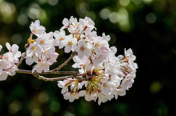 満開の桜