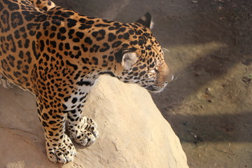 A leopard stands on a rock on a sunny day.