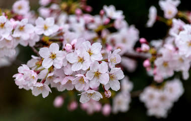 Fototapeta premium 満開の桜
