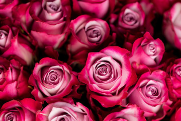 Pink rose flowers background