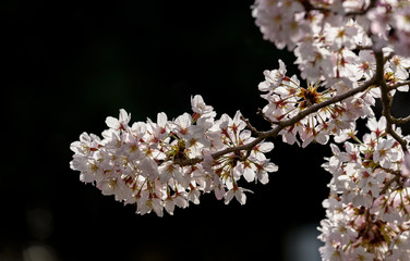 満開の桜