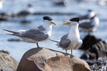Crested Terns, a pair of native seabirds perched together in natural rocky seaside surround.
