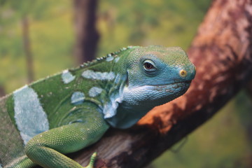Iguana is sitting on a tree branch.