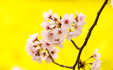 菜の花と桜