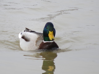 Beautiful Colorful birds great swimmers and fishers on the river