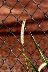 Timothy cat's grass with reddish background