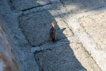 Bird on the pavement yard