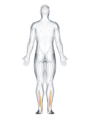 Fototapeta na wymiar 3d rendered muscle illustration of the flexor hallucis