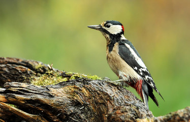 Great Spotted Woodpecker on old stump (Dendrocopos major)