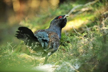 Capercaillie, Tetrao urogallus in deep forest