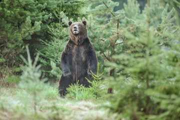 A brown bear in the green forest. Big Brown Bears animal. Ursus arctos.