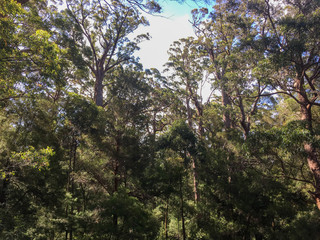 eucalyptus gum trees in forest