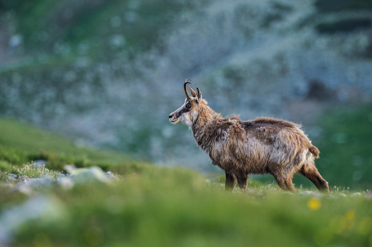 Chamois in Mountains. Rupicapra rupicapra.