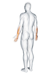 3d rendered muscle illustration of the extensor digitorum