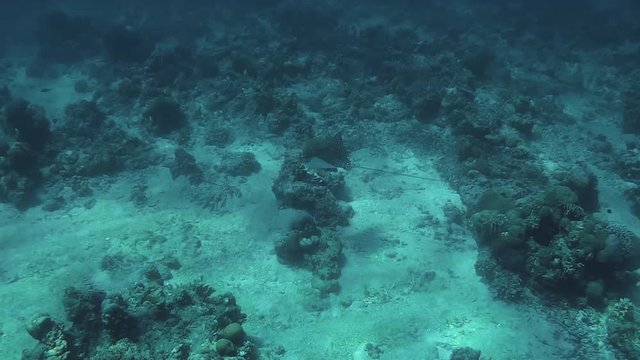 Stingray swimming in deeper water on Gili Air, Indonesia