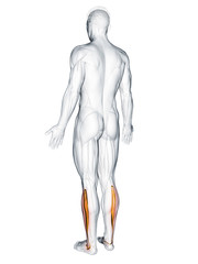 3d rendered muscle illustration of the peroneus longus