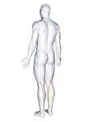 3d rendered muscle illustration of the plantaris