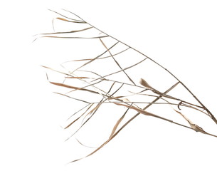 Dry cane reed leaves isolated on white background with clipping path © dule964