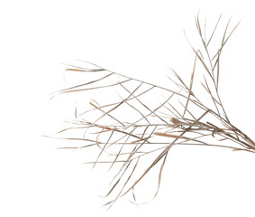 Dry cane reed leaves isolated on white background with clipping path © dule964