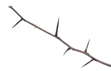 Acacia tree branch with thorns isolated on white background, clipping path