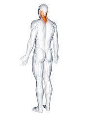 3d rendered muscle illustration of the splenius capitis