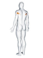 3d rendered muscle illustration of the teres major