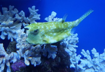 saltwater fish Lactoria cornuta squad of pufferfish or hornfish swimming underwater among corral