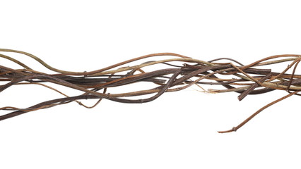 Wild dry liana, jungle vines isolated on white background, clipping path