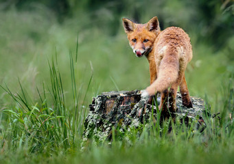 Red Fox in forest. Smart foxes in natural habitat.