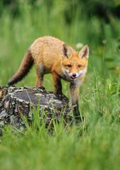 Fototapeta premium Red Fox w lesie. Inteligentne lisy w naturalnym środowisku.