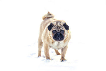 Big Pug standing in front of a white background