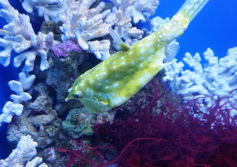 saltwater fish Lactoria cornuta squad of pufferfish or hornfish swimming underwater among corral