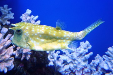 saltwater fish Lactoria cornuta squad of pufferfish or hornfish swimming underwater among corral