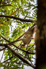 Brazilian Woodpecker