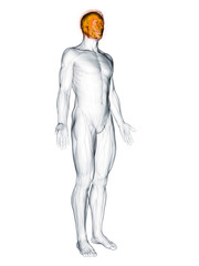 3d rendered muscle illustration of the facial muscles