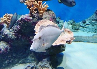 unicorn sea fish swimming in blue water