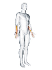 3d rendered muscle illustration of the flexor digitorum profundus
