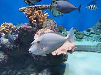 unicorn sea fish swimming in blue water