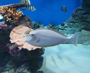 unicorn sea fish swimming in blue water