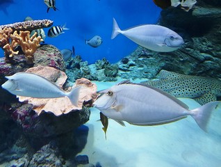 unicorn sea fish swimming in blue water
