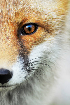 Red Fox portrait. Smart foxes in natural habitat.