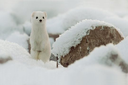 Mustela Erminea Like A State In Winter Snow, Weasel. Ermine