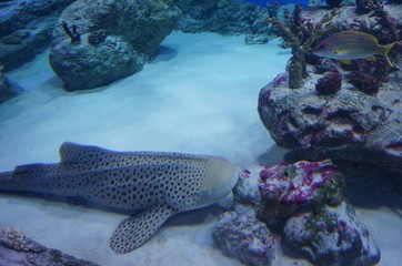 marine fish underwater world Novosibirsk Oceanarium