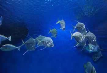 marine fish underwater world Novosibirsk Oceanarium