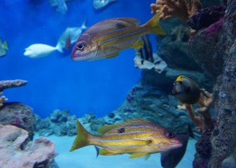 marine fish underwater world Novosibirsk Oceanarium
