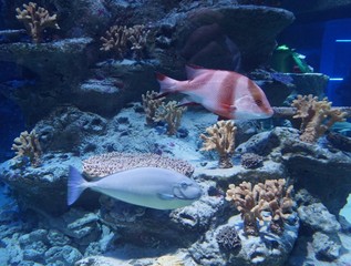 marine fish underwater world Novosibirsk Oceanarium
