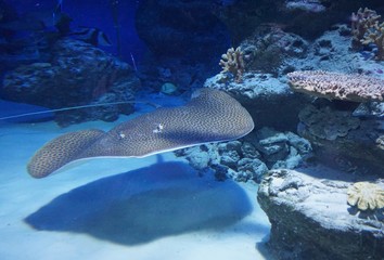 marine electric ramp underwater.......