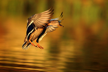 Duck fly in autumn light. Ducks is flying over the little pond. Anas platyrhynchos